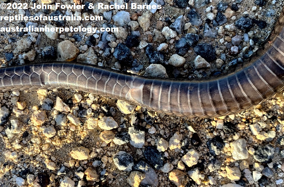 Road-killed Peninsula Brown Snake (Pseudonaja inframacula) - at Sleaford, near Port Lincoln Eyre Peninsula, South Australia.